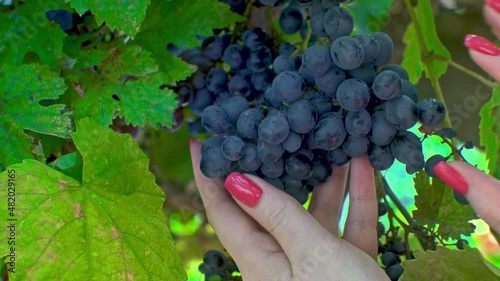 a woman's hand corrects a bunch of grapes behind a grape leaf 2