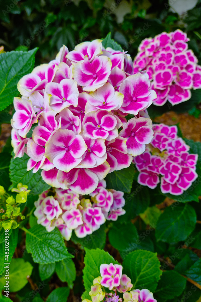 Buds of flowering hydrangea in the park in the summer.