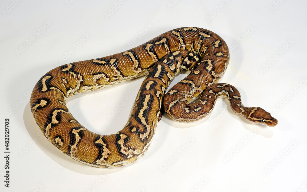 Angolan python, Anchieta's dwarf python // Angolapython, Angola-Zwergpython (Python anchietae) Angolan python, Anchieta's dwarf python // Angolapython, Angola-Zwergpython (Python anchietae)