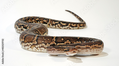Angolan python, Anchieta's dwarf python // Angolapython, Angola-Zwergpython (Python anchietae)