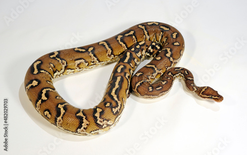 Angolan python, Anchieta's dwarf python // Angolapython, Angola-Zwergpython (Python anchietae) © bennytrapp