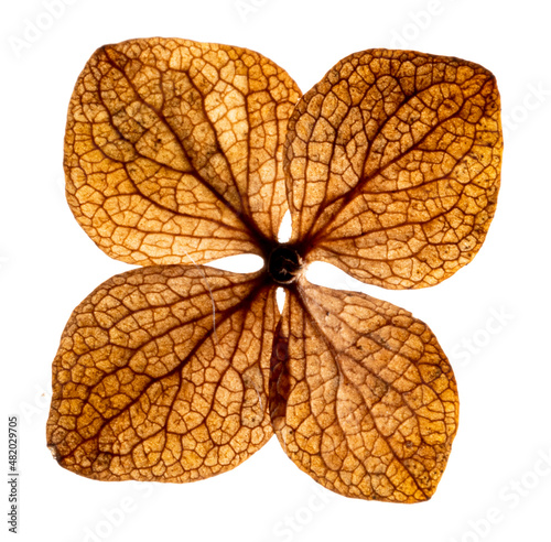 dry flowers hydrangea close up in the detail isolated on a white background