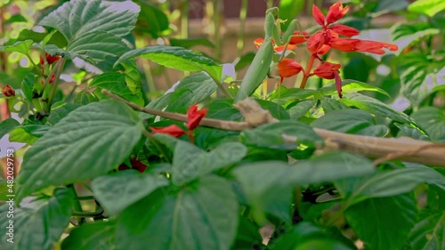 the mantis moves through the plants to the red flower