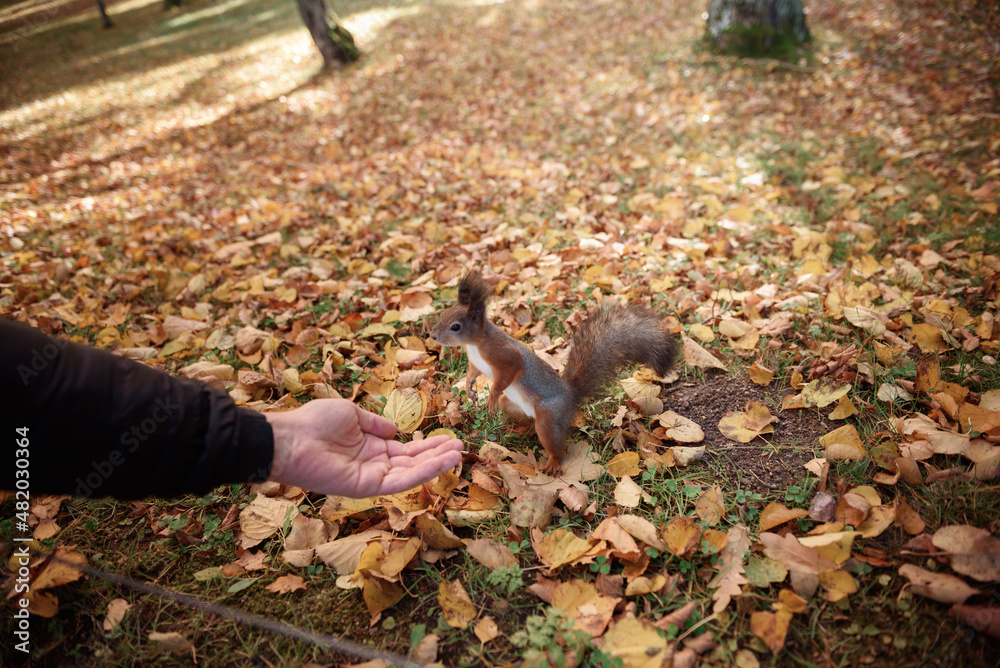 Squirrel on the tree eating seeds from the hand. Squirrel on the tree eating seeds from the hand.
