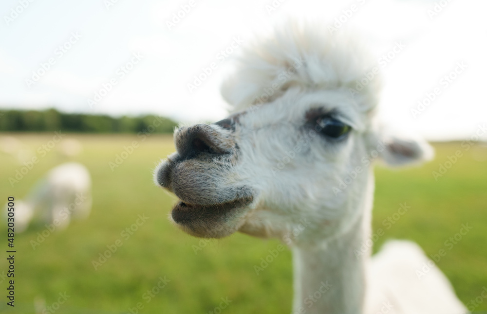 Obraz premium Portrait of white alpaca in a summer meadow.
