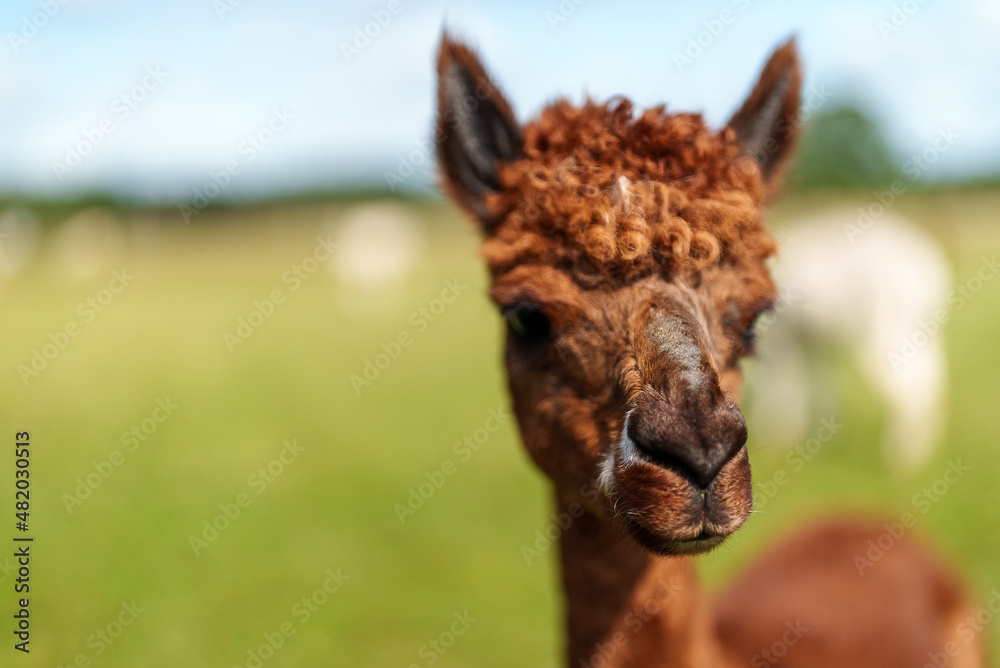 Fototapeta premium Portrait of brown alpaca in a summer meadow.