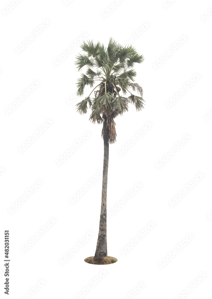 Fototapeta premium sugar palm