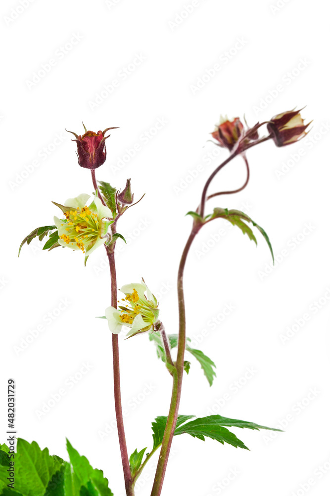 Geum flowers, buds and leaves isolated on a white background. Geum flowers, buds and leaves isolated on a white background.