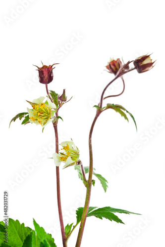 Geum flowers, buds and leaves isolated on a white background.