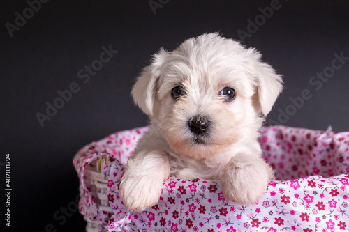 Very cute maltese terrier p...