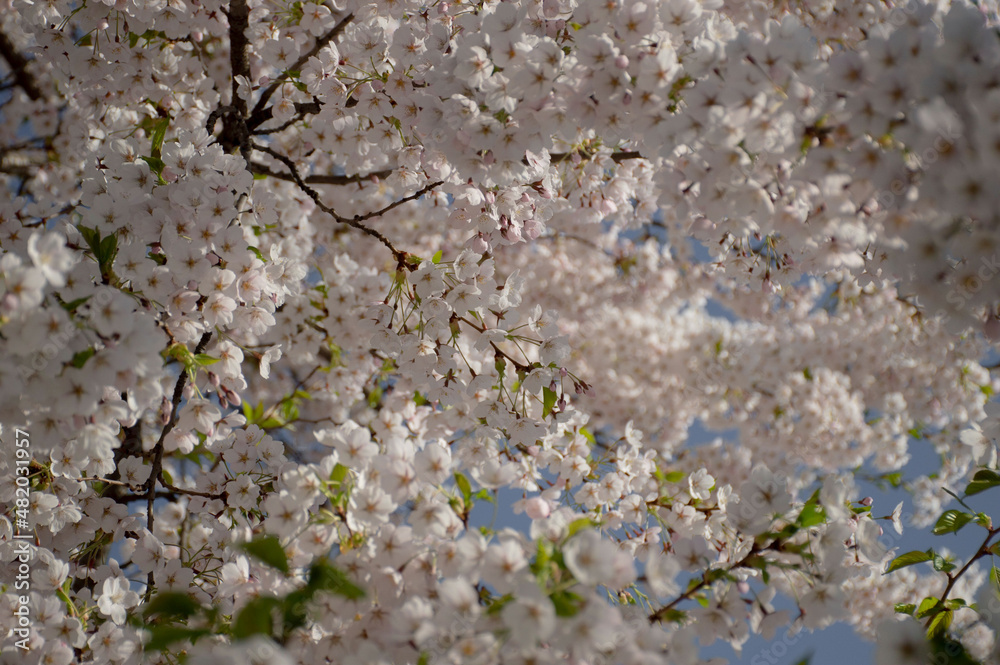 sakura branches strewn with pink flowers. selective focus sakura branches strewn with pink flowers. selective focus