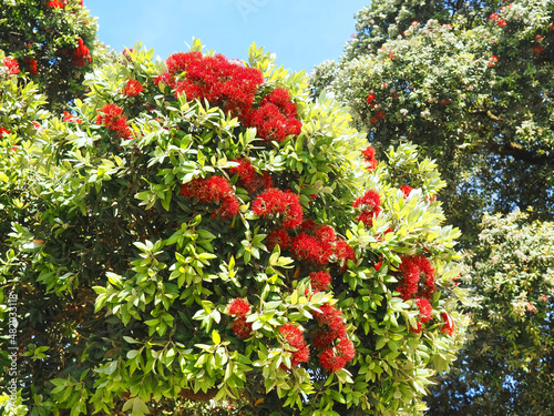 Red blooming Metrosideros excelsa New Zealand christmas tree