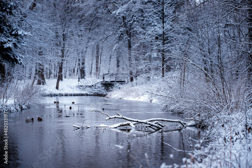 Widok zimowej rzeki w parku, zaśnieżone gałęzie drzew, mroźny poranek 