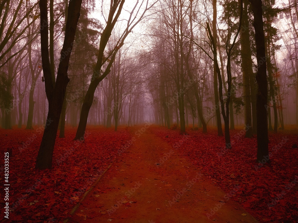 Mystical foggy forest in red colors. Atmospheric autumn landscape. Mysterious woods In the morning. 