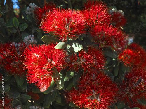 Red blooming Metrosideros excelsa New Zealand christmas tree
