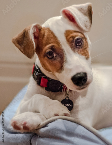 jack russell terrier © Day Rebecchi