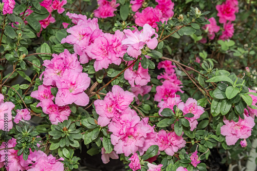 Wallpaper Mural Indian Azalea (Rhododendron simsii) in greenhouse Torontodigital.ca