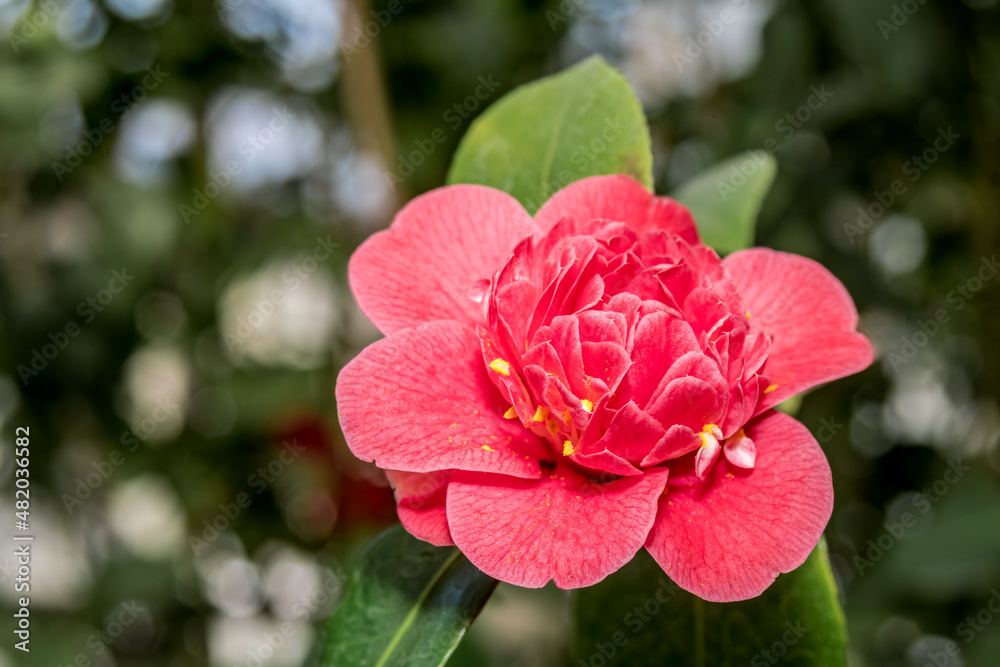 Japanese Camellia (Camellia japonica) in greenhouse Japanese Camellia (Camellia japonica) in greenhouse