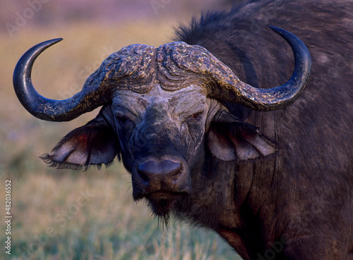 African cape buffalo © outdoorsman