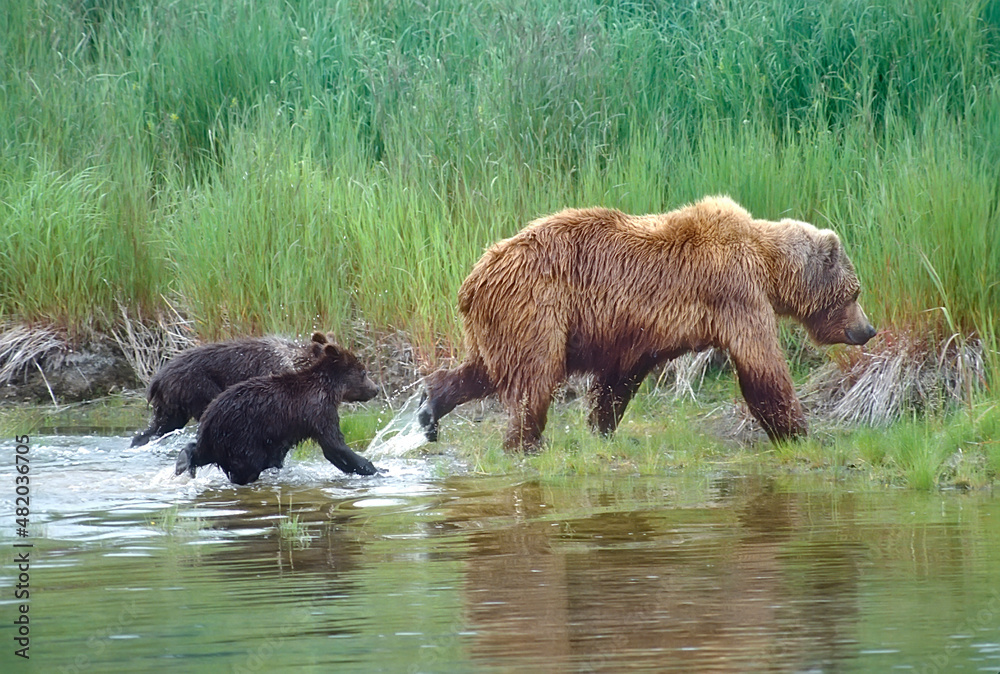 Grizzly with her cubs in Alaska Grizzly with her cubs in Alaska