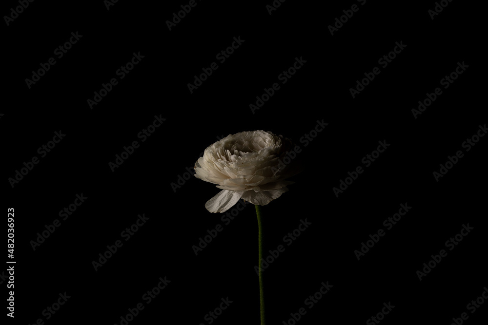 Obraz premium Beautiful white buttercup flower in ceramic vase closeup centered on black background