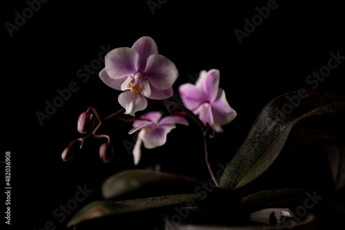 Beautiful pink orchid flower closeup on black background