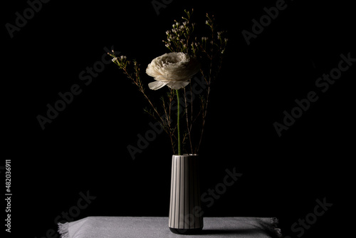 Beautiful white buttercup flower in ceramic vase on black background