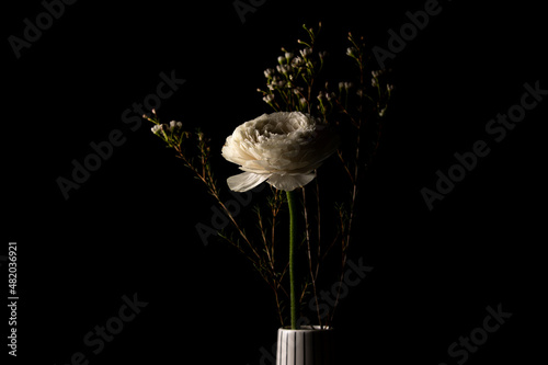 Beautiful white buttercup flower in ceramic vase on black background
