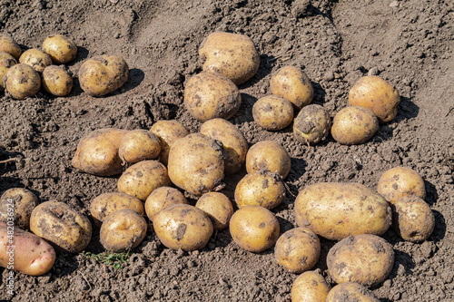 Potato (Solanum tuberosum) in vegetable garden