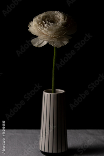 Beautiful white buttercup flower in ceramic vase on black background