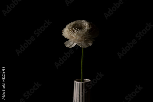 Beautiful white buttercup flower in ceramic vase centered on black background