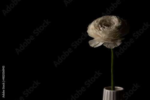 Beautiful white buttercup flower in ceramic vase closeup on black background