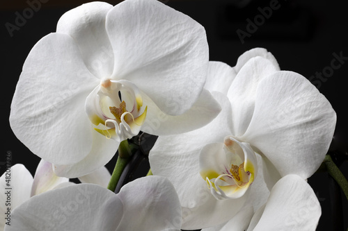 White orchid isolated on black background. Beautiful flower