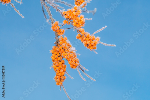Common Sea Buckthorn (Hippophae rhamnoides) in orchard