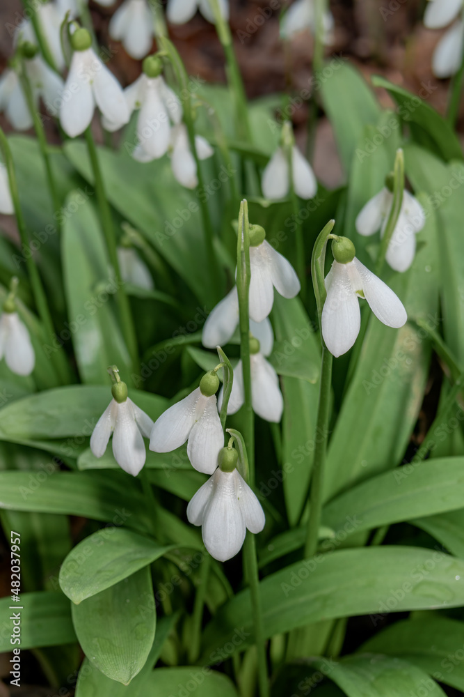Woronow's Snowdrop (Galanthus woronowii) in park Woronow's Snowdrop (Galanthus woronowii) in park