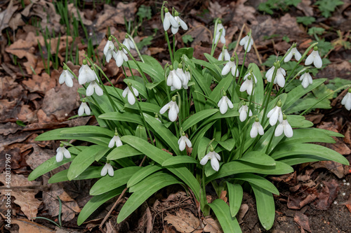 Woronow's Snowdrop (Galanthus woronowii) in park photo