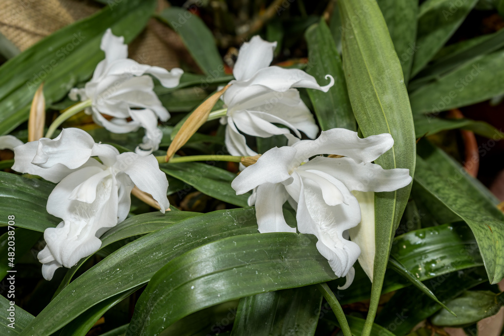 Fototapeta premium Coelogyne cristata Orchid in greenhouse