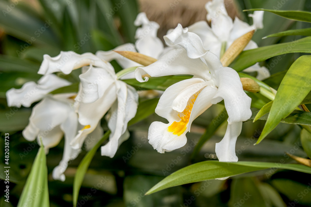 Fototapeta premium Coelogyne cristata Orchid in greenhouse