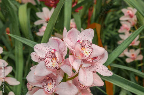 Boat Orchid (Cymbidium cv) in greenhouse photo