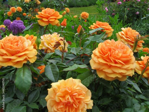 Pretty Bright Closeup Orange Roses In The rose garden
