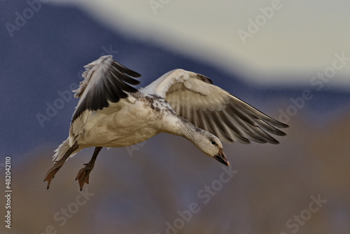 Close up of snow goose coming in for landing at Bernardo Waterfowl Management Area in New Mexico