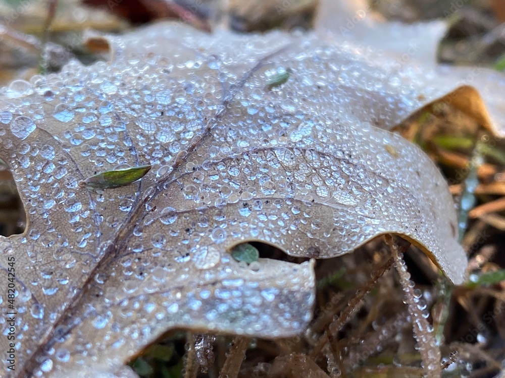 Obraz premium dew on leaf