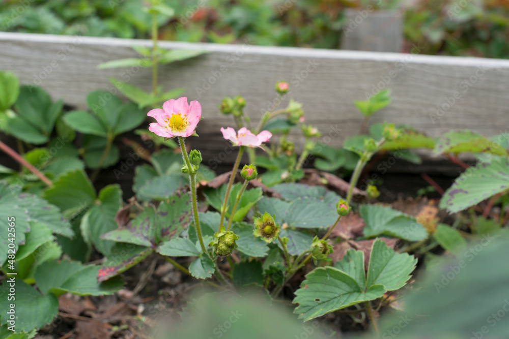 pink strawberry flowers are a special f1 variety or another blooming in the garden pink strawberry flowers are a special f1 variety or another blooming in the garden