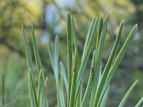 chritmas tree needles