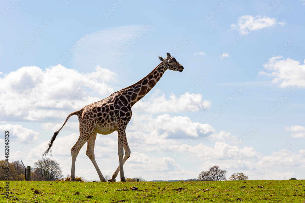 Obraz premium Close up shot of Giraffe walking in the beautiful West Midland Safari Park