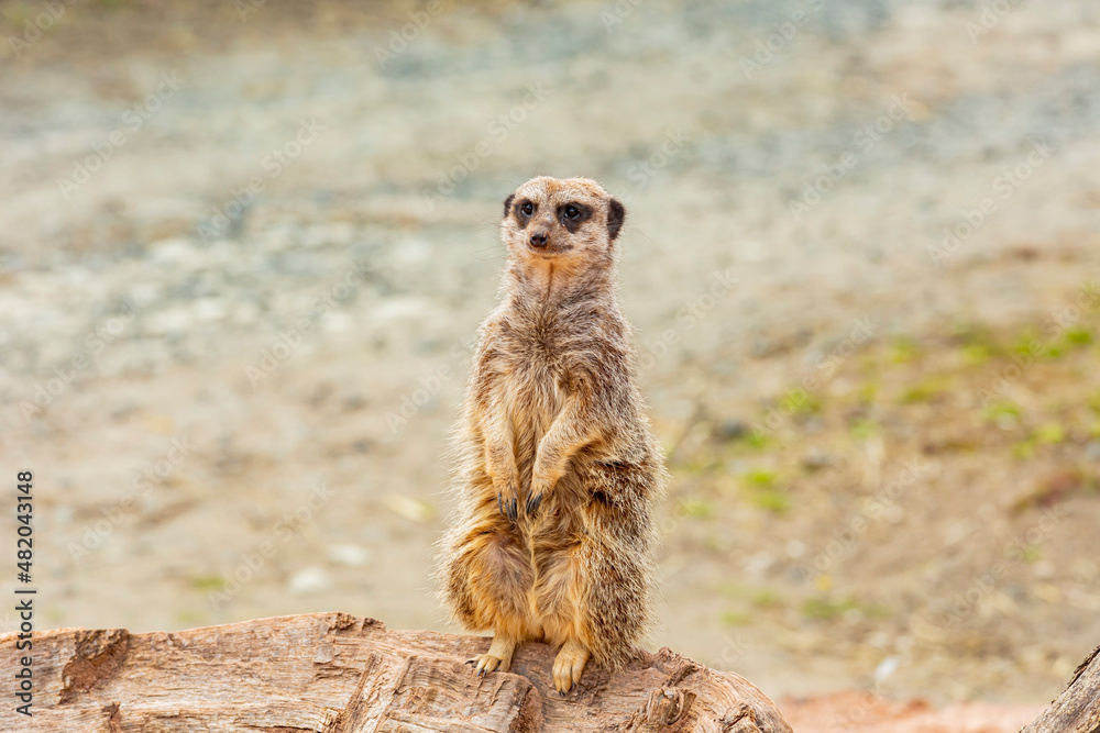 Fototapeta premium Close up shot of cute Meerkat in the beautiful West Midland Safari Park