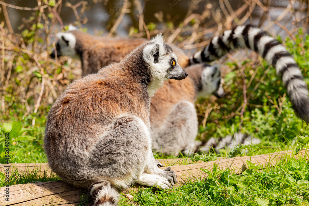 Close up shot of the Ring Tailed Lemur in the beautiful West Midland Safari Park