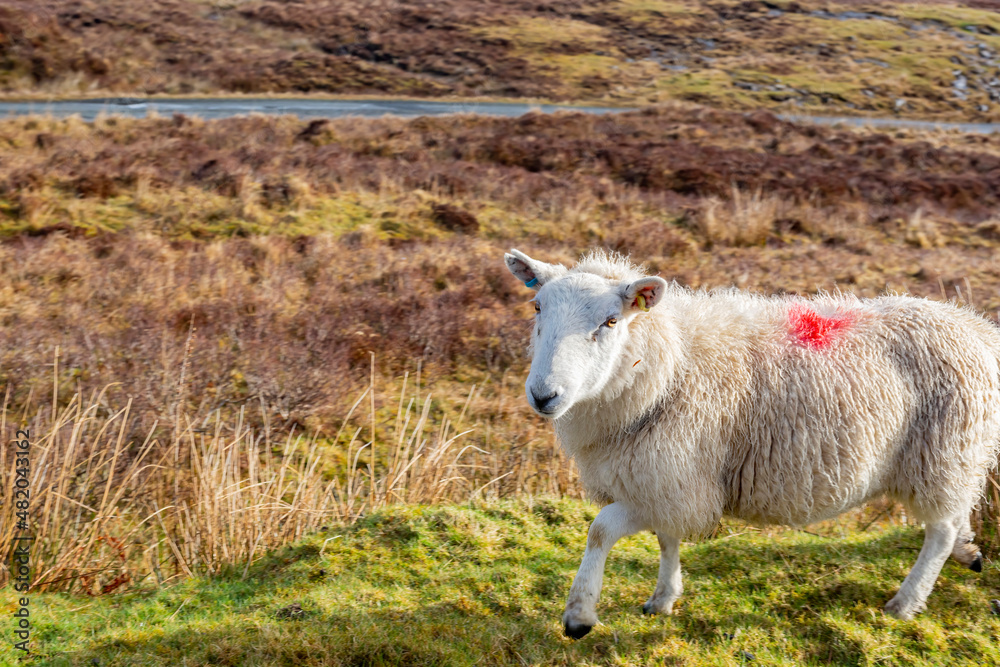 Fototapeta premium Close up shot of cute sheep walking around