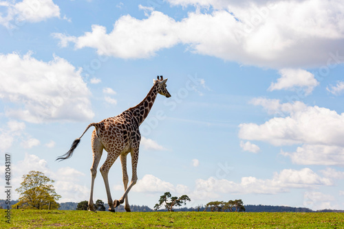 Close up shot of Giraffe walking in the beautiful West Midland Safari Park