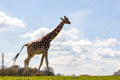 Close up shot of Giraffe walking in the beautiful West Midland Safari Park